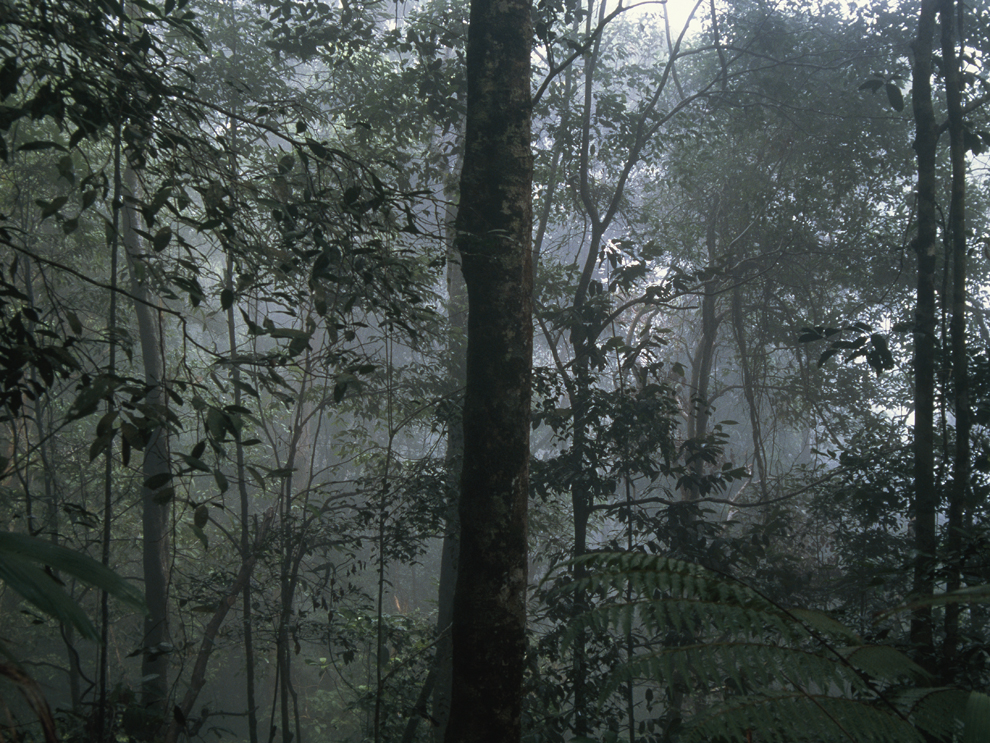Borneo rainforest by Maria Stenzel